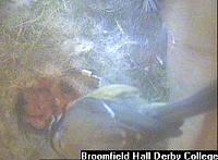 Click to view this webcam