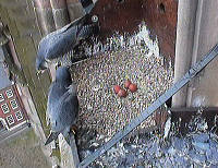Click to view this webcam